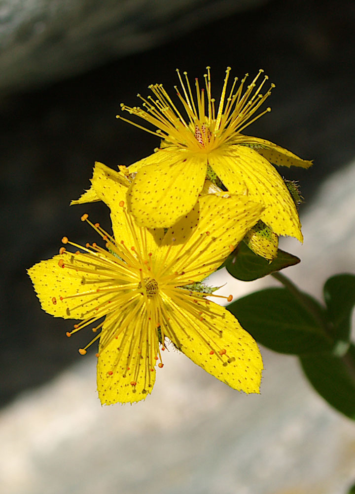 Hypericum richeri / Erba di S. Giovanni di Belleval